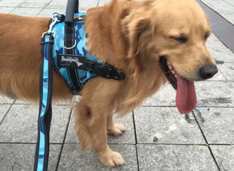pet harness (5)