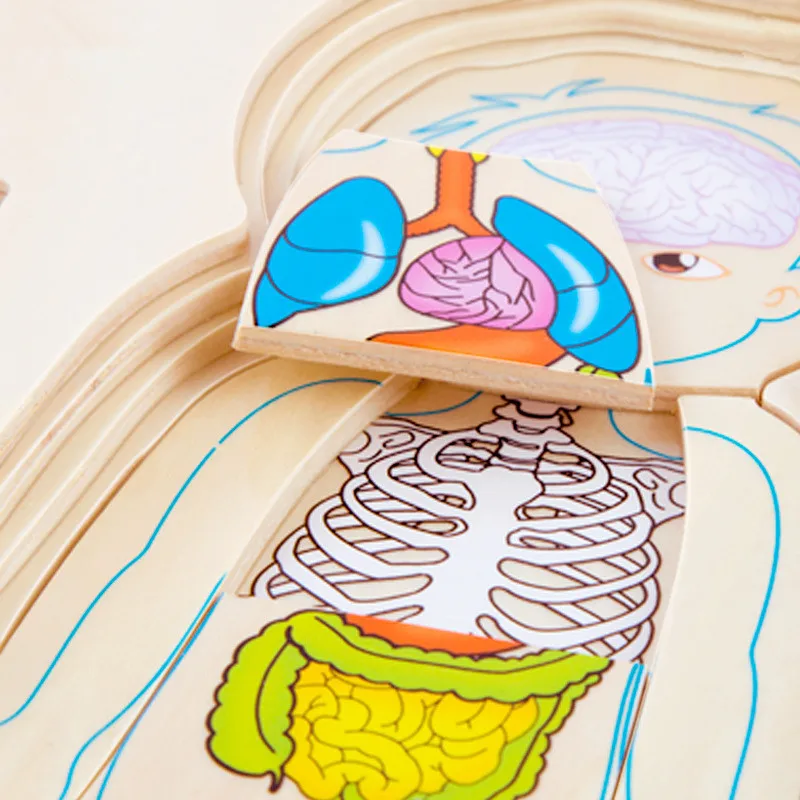 Многослойные деревянные пазлы для человеческого тела, строительные игрушки для детей, Обучающие Игрушки для раннего обучения, детские игрушки-пазлы