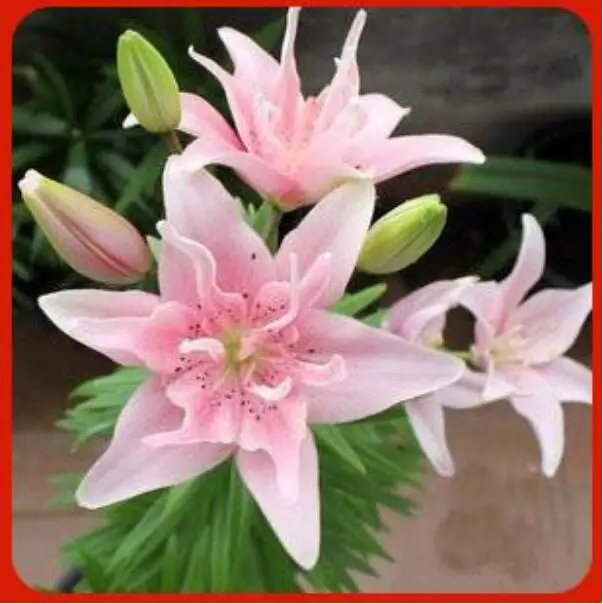 

Holland Lily Flower Ball Perfume Lily Bulbs Garden Flowers 20pc