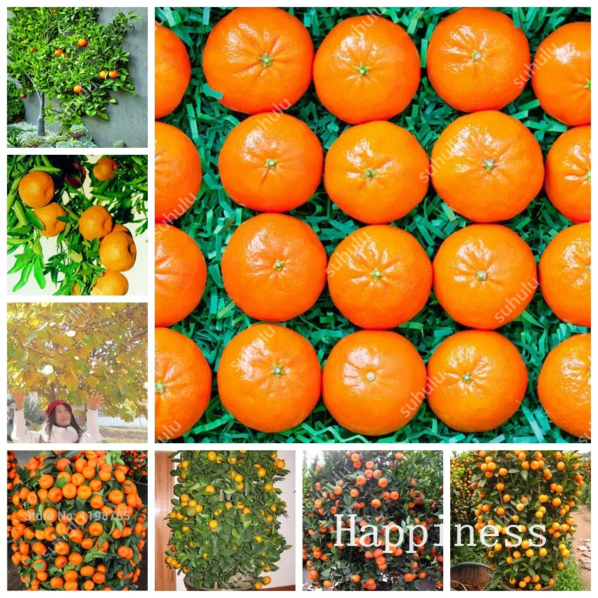 

100% Genuine! 20 Pcs Citrus Bonsai Mandarin Orange Flores Edible Fruit Bonsai Tree Plantas Healthy Food Home Garden Easy To Grow