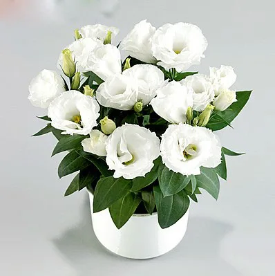 

200rare White Eustoma Perennial Flowering Plants Balcony Potted Flowers Lisianthus for FLOWER pot planters