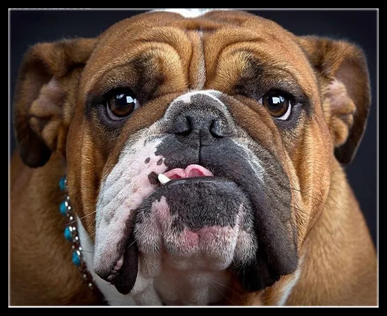

Diamond painting 5d mosaic painting pictures diy diamonds painting full square Diamond Dog Sharpei 5d Diamond embroidery Animal