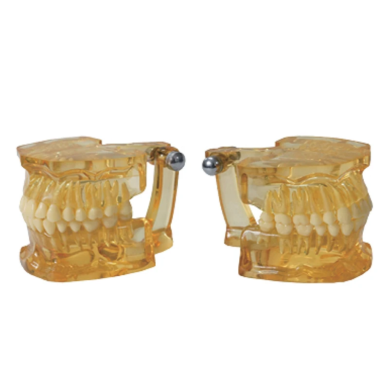 

Tooth Teaching Giant Dental Dentist Teeth Child Kidtraining model Extractions of Medical Clear Extraction Model