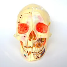 Стоматологическая модель#5004 01-Съемная профессиональная модель черепа с красными глазами