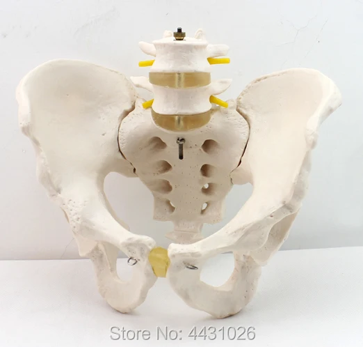 ENOVO Male pelvis model two lumbar vertebral hipbone sacral coccygeal human. bone model orthopedics ENOVO Male pelvis model two lumbar vertebral hipbone sacral coccygeal human. bone model orthopedics