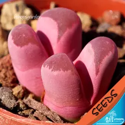 100% свежий настоящее "красная" Lithops сочные кактус Semillas ~ живые камни