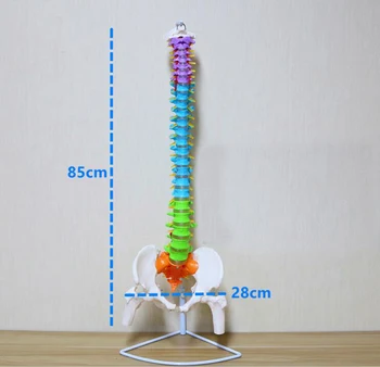 

80/85cm human spine skeleton model orthopedic adult lumbar vertebrae mold vertebrae cervical vertebra teaching model