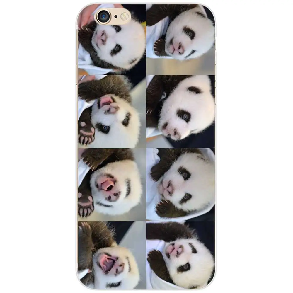 panda7
