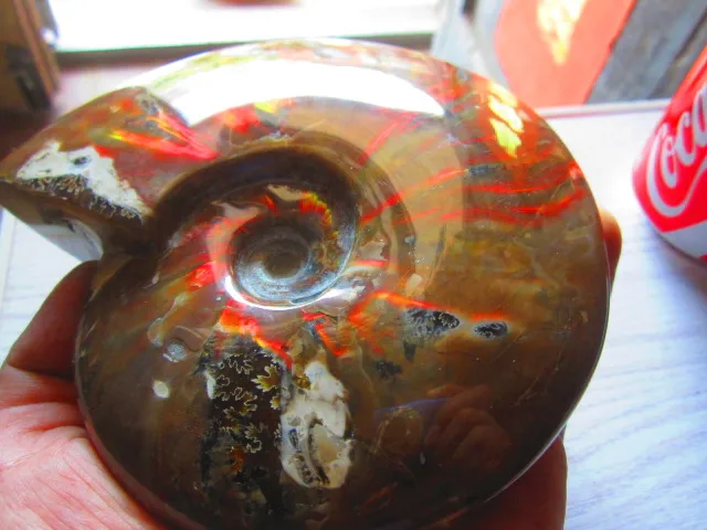 Special Price 737g(1.62 lb) Iridescent Ammonite Ammolite Specimen Fossil Madagascar BFB486