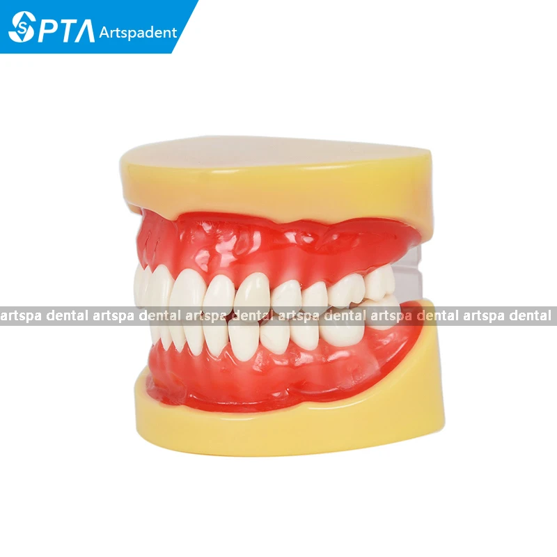 Dental All teeth Removable Standard Teeth Tooth Model 28 pcs teeth student learning model Dental All teeth Removable Standard Teeth Tooth Model 28 pcs teeth student learning model