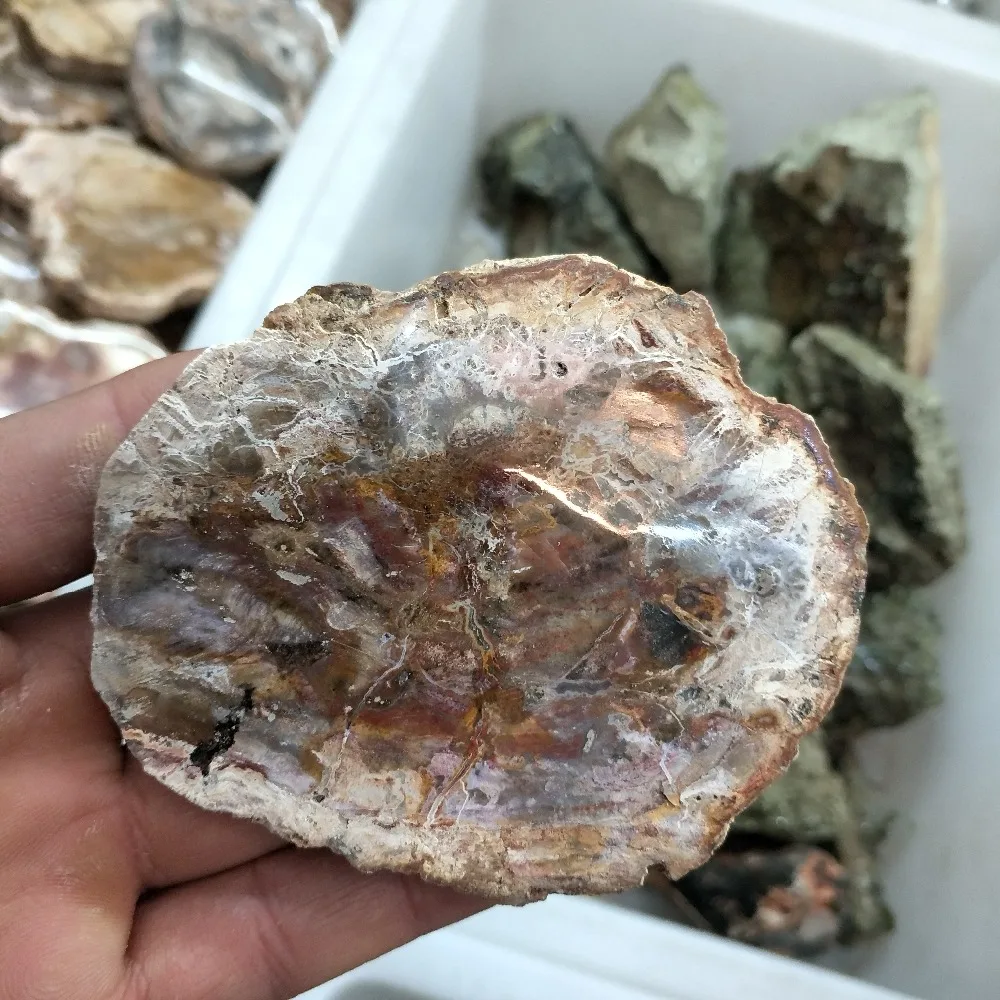 

90-100g Natural polished wood fossil slab rough stone slice specimen