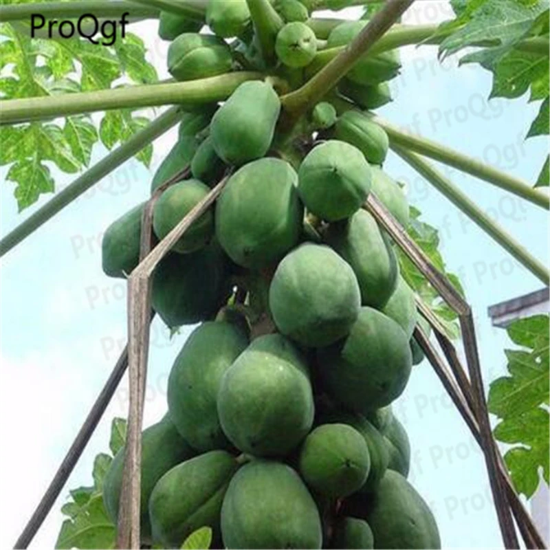 

ProQgf 500Pcs A Set Papaya