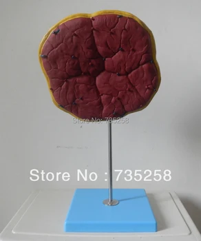 

Human Placenta Umbilical Cord Anatomical Model