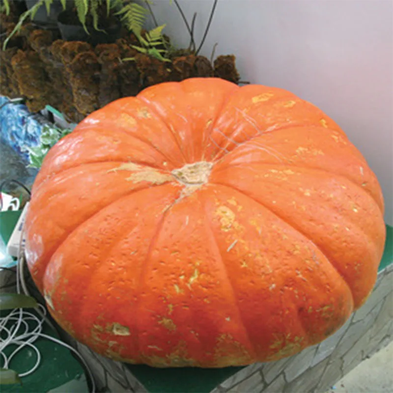 

6pcs Giant Pumpkin Seedsplants Vegetables Outdoor Suculentas Bonsai Flower Seedling Fruit Plant Garden Decoration Garten Plant