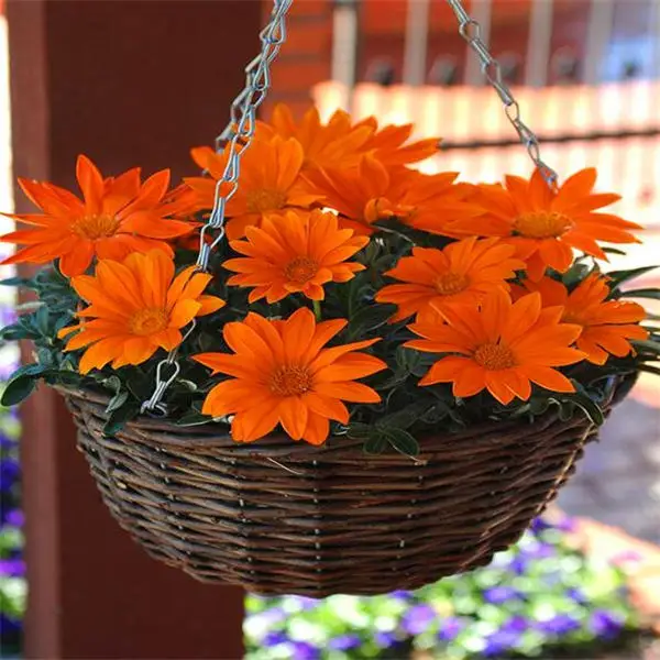 Big promotion! Violet daisy 100 / bag beautiful daisy bonsai flower natural plant home garden decoration free shipping Big promotion! Violet daisy 100 / bag beautiful daisy bonsai flower natural plant home garden decoration free shipping