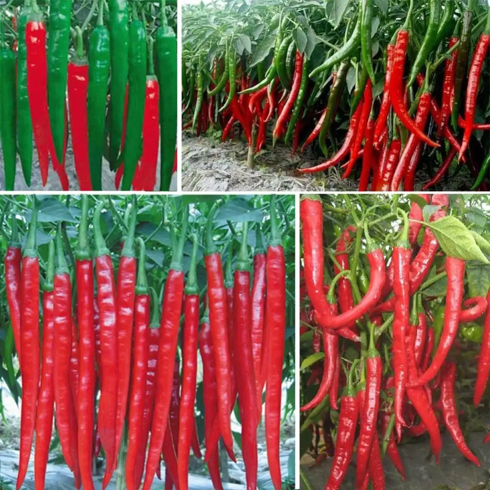 New Arrival 200 pcs Giant Spices Red Hot Pepper bonsai Plants Garden Supplies Interest