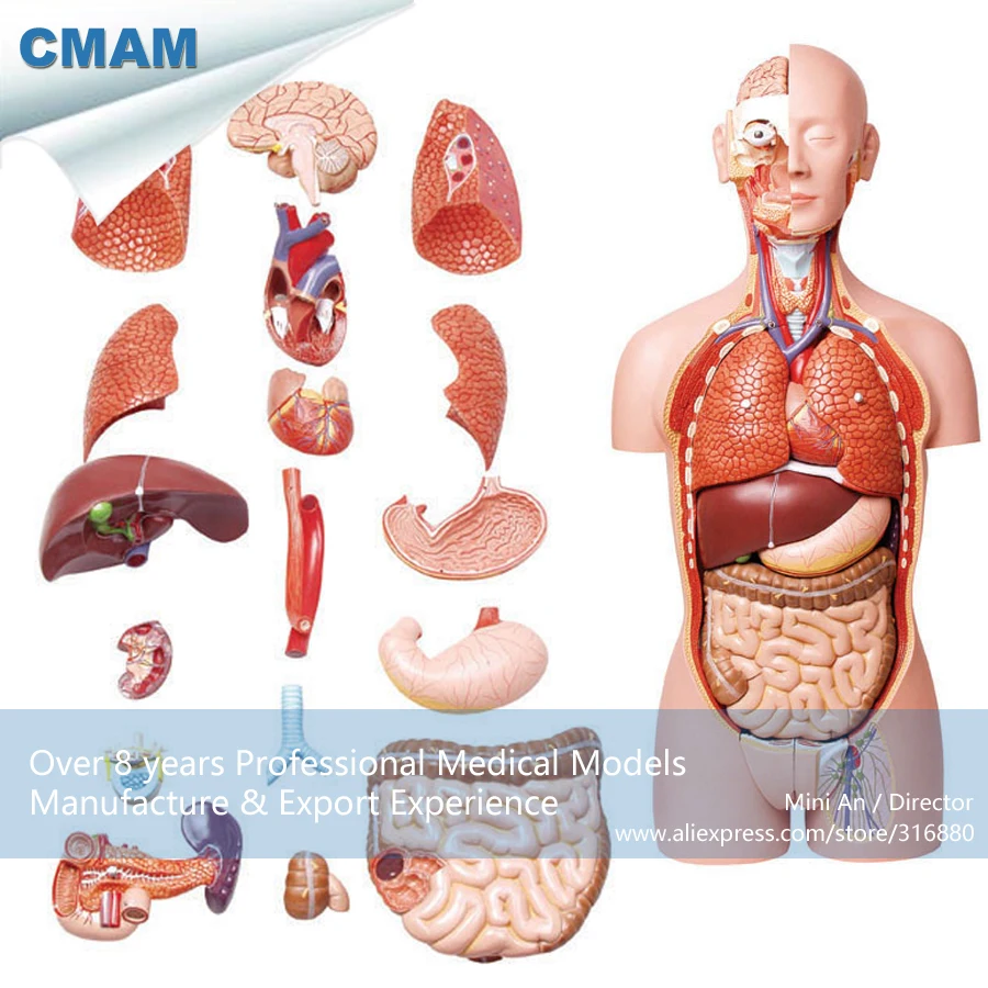 12013 CMAM-TORSO02 Anatomical Model of 85CM Human Torso with Detachable Back , Educational Teaching Anatomical Models 12013 CMAM-TORSO02 Anatomical Model of 85CM Human Torso with Detachable Back , Educational Teaching Anatomical Models