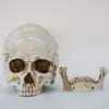 Réplique de crâne en résine, modèle médical, décoration d'halloween, haute qualité, en taille naturelle 1: 1 ► Photo 3/6