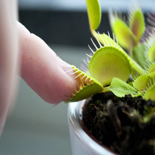 Venus Flytrap Seeds, Dionaea Seeds 100pcs/pack