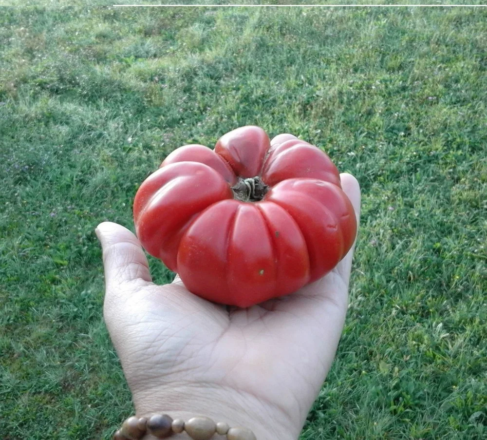 2016 new 100 piece Tomato COSTOLUTO di PARMA 30+ Heirloom Organic