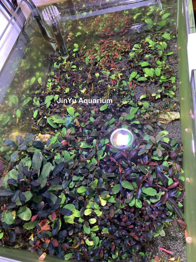 Водное растение с/х Светодиодная лампа aqua nice WRGB серии светодиодные аквариумные Лампочки мини нано повесить на рассвет закат таймер металлический кронштейн продлить