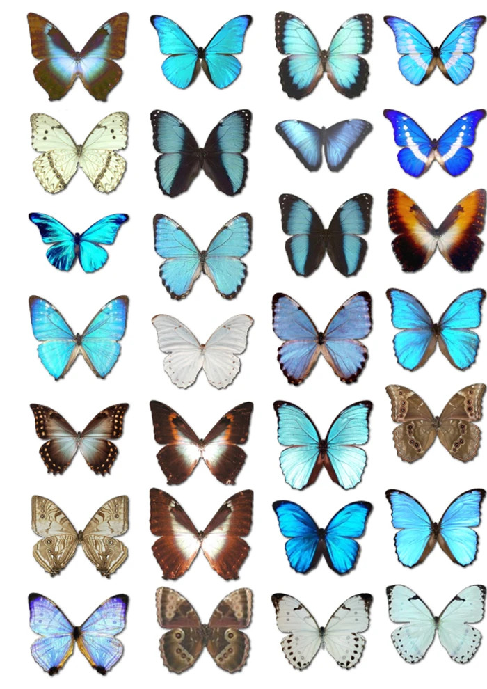 

2 pcs/lot Blue Butterfly DIY Mohamm Sluit Handmade Sticker Flakes Post It Stationery Scrapbook Diary Planner Stickers