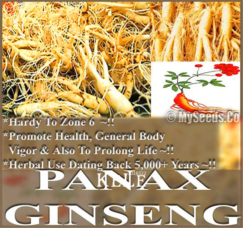 

100 Pcs/Lot Big Sale!Chinese Ginseng , Panax ginseng Plants , Potted Bonsai Plant Flower Plantas for Home Garden