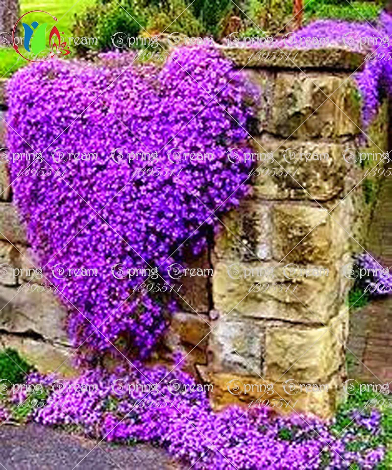 100/Rock Cress,Aubrieta Cascade Purple FLOWER SEEDS, Deer Resistant Superb perennial ground cover,flower seeds for home garden