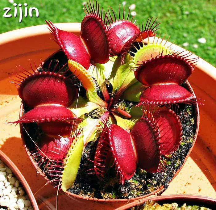 

Sale! 100Pcs Potted Insectivorous Plant Dionaea Muscipula Giant Clip Venus Flytrap Bonsai Carnivorous Plant DIY Home Garden