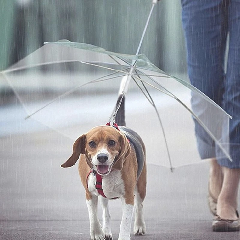 dog and umbrella