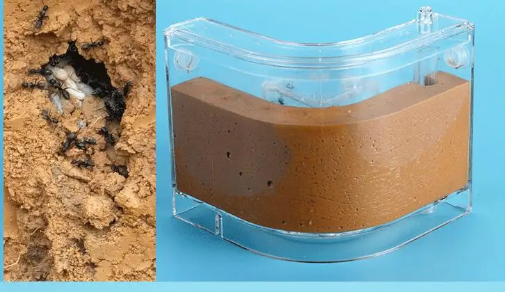 professional-ant-nest (5)