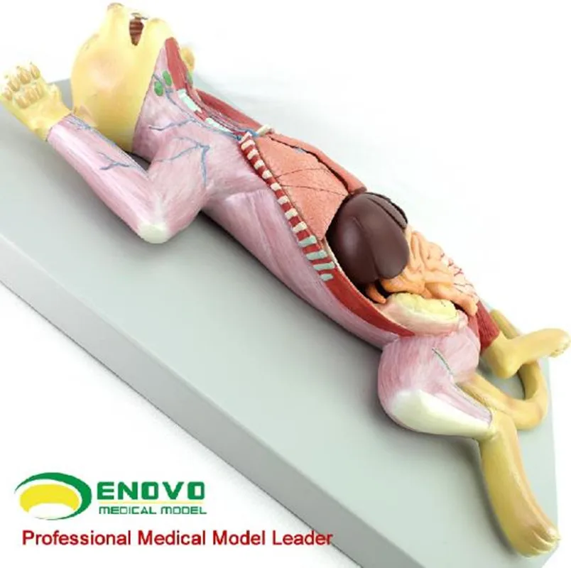 

Feline cat anatomy modle organs heart muscle nerve veterinary study animal