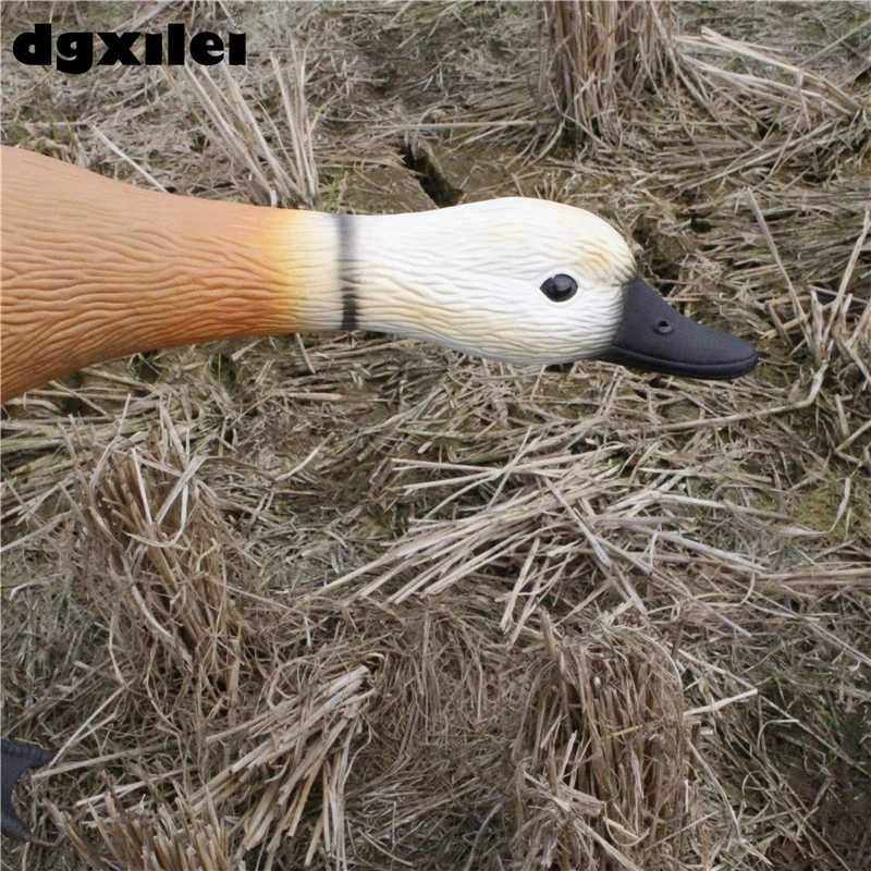 RUDDY SHELDUCK  (2)