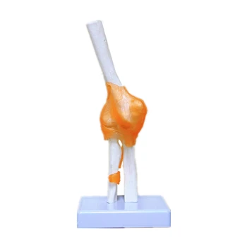 

Elbow joint skeleton model simulation bone model education teaching