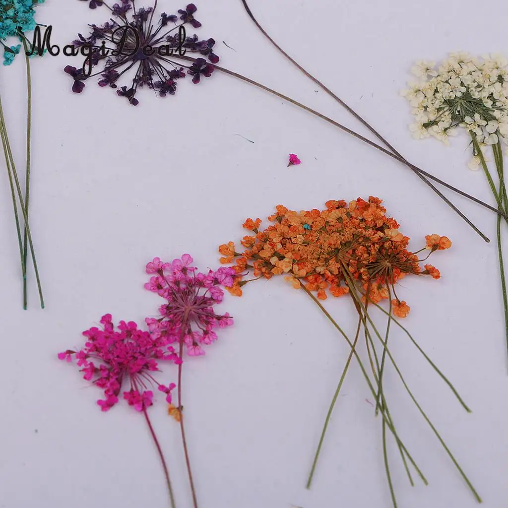 10pcs Mixed Size Real Pressed Dried Lace Flowers Embellishments DIY Card Making Jewelry Resin Crafts Scrapbooking Art Craft