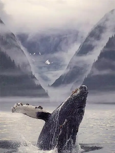Nordic-Art-Poster-Art-Canvas-Art-Pictures-Painting-The-Whale-Biggest-Animal-But-Lovely-For-Home.jpg_640x640 (5)