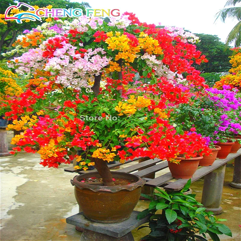 New Real Blooming Plant  Plants  Sementes De Flores 30 Seeds 