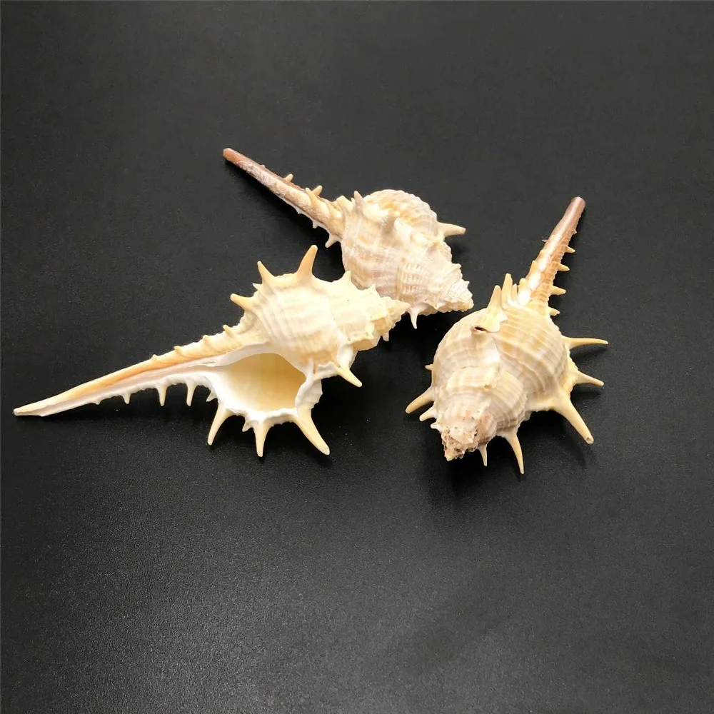

5 Pieces 73*27 mm Natural Beach Shell Charm Conch Ornaments Crafts Wholesale Cameo Shell DIY Jewelry Making Necklace For Woman