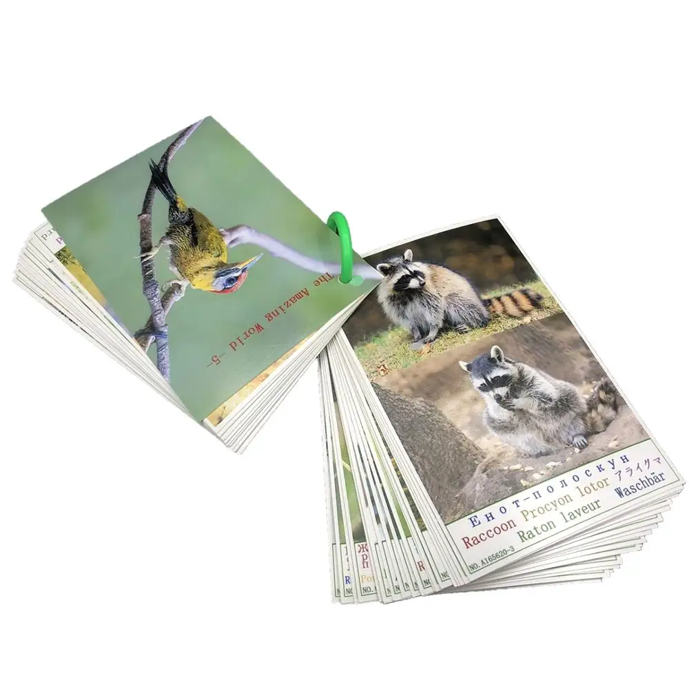 

Flash Cards Book Large Size 56PCS Early Development Learning Educational Toy HD Pictures 5 Languages Animals Photocard Kids Gift
