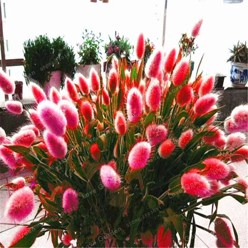 100 Pcs Rabbit Tails Grass Bonsai Colorful Fescue Bonsai Ornamental Grasses Bonsai For Home Garden Potted Plants Decor