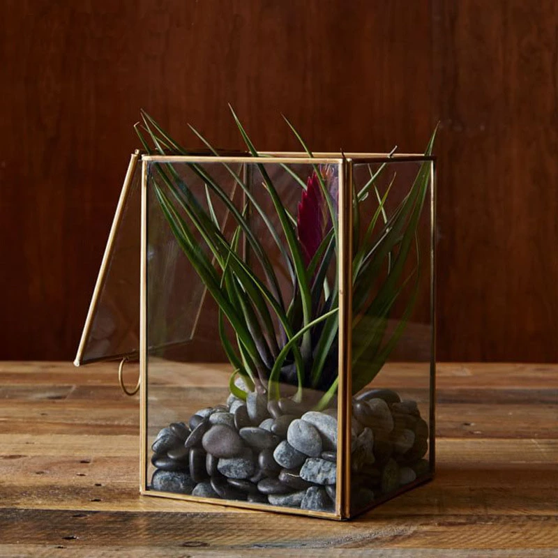 Rechthoekige glazen stamped miniaturen planter vaas de kas tafel tuin terraria voor planten/vetplanten/bloemen|planters for plantsgarden terrarium - AliExpress