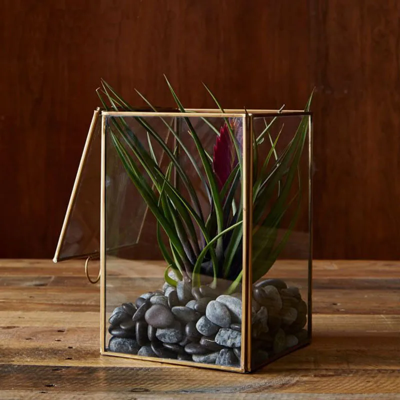 

Rectangular Glass Stamped Miniatures Planter Vase The Greenhouse Table Garden Terrariums for Plants/Succulents/Flowers
