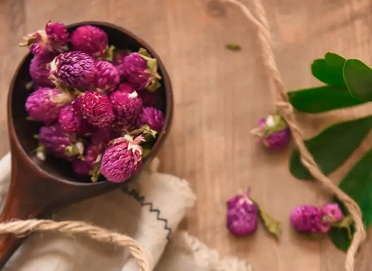 Прессованные цветы фиолетовые Gomphrena globosa бутоны Натуральные сушеные цветы рождественские украшения для дома сухие цветы 20 шт