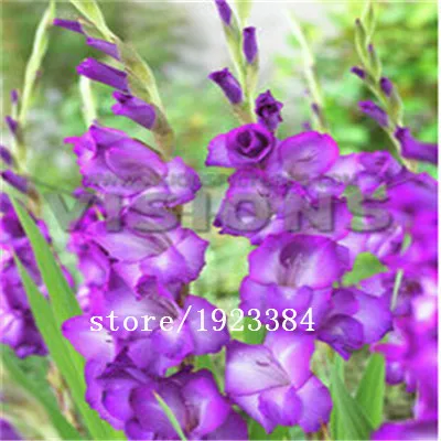 Different Perennial Gladiolus seeds Flower Seeds, 1 Professional Pack, 500 Seeds / Pack, Rare