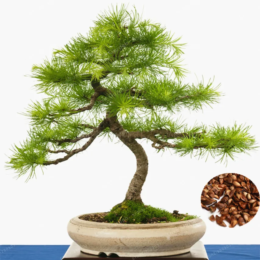 

100 Pcs Bonsai Larch Bonsai Perennial Larix Gmelinii Tree Purifying Air Pine Tree Bonsai Outdoor Bonsai Ornaments Plants