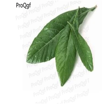 

300Gram A Set Eriobotrya japonica loquat Leaf