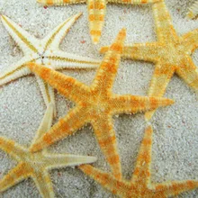 HappyKiss 10pcs/lot Beige 2 -3 cm small starfish shell diy home wedding accessories decoration natural sea star conch shells
