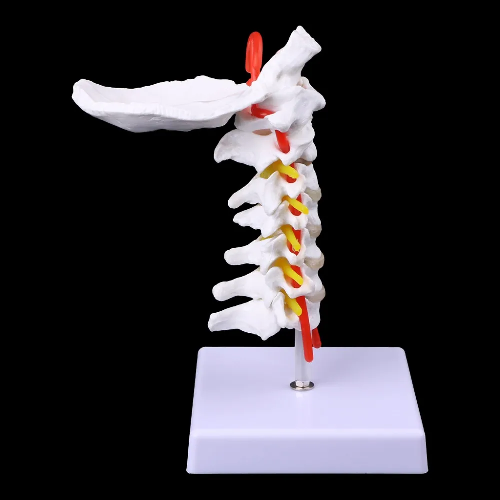 Шейного позвонка Тертерия позвоночника спинномозговых нервов анатомическая модель жизни Размеры