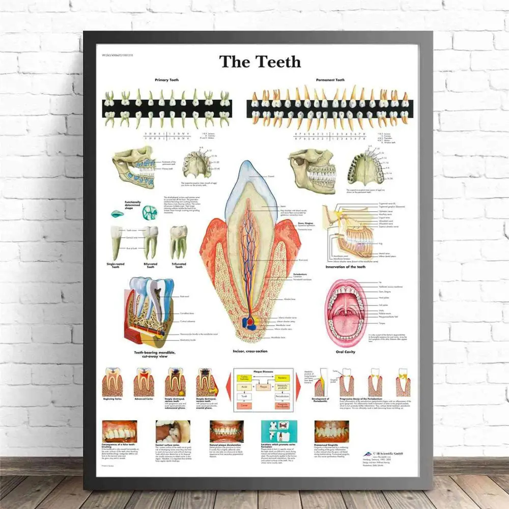 Human Organs Anatomy Medical Canvas Art Painting Posters And Prints Wall Pictures Living Room Decorative Home Decor No Frame - Цвет: The Teeth