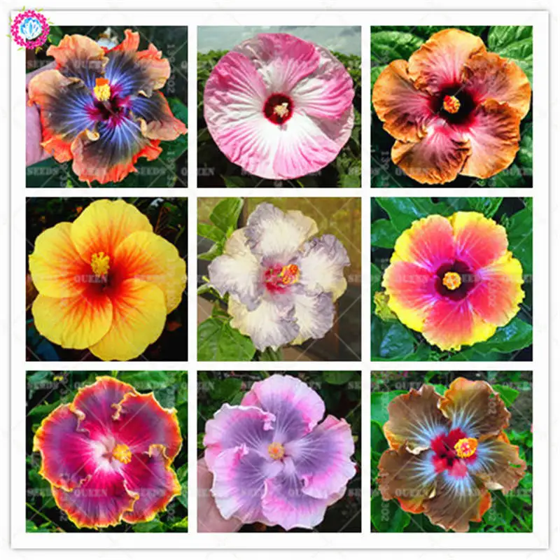 

100pcs Hibiscus Indoor Bonsai Flower Planting 24 Colors Beautiful Blooming Plants Potted for Home Garden Decor Best Packaging